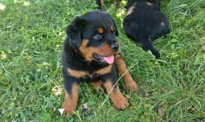 Pui Rottweiler de talie mare