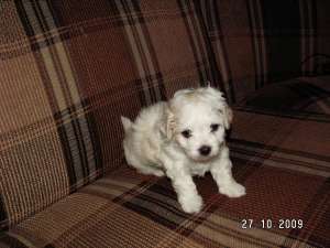 Vand pui Bichon Havanese