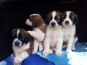 catei saint bernard