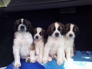 catei saint bernard