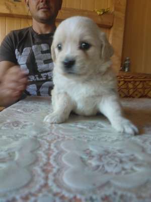 vand bichon