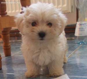 Adopt Bichon Maltez Alb 0 RON