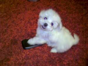 Adopt Bichon Maltez Alb 0 RON