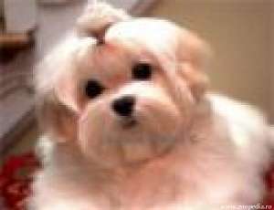 Adopt Bichon Maltez Alb 0 RON