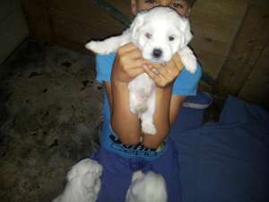 BICHON MALTEZ 9 SAPTAMANI