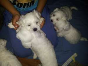 BICHON MALTEZ 9 SAPTAMANI