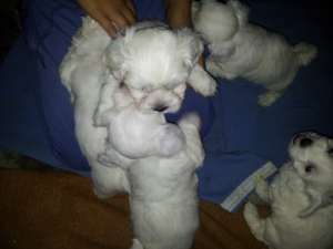 BICHON MALTEZ 9 SAPTAMANI