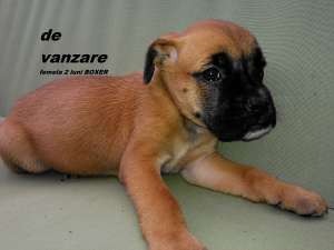 BOXER FEMELA DE 10 SAPTAMANI
