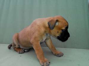 BOXER FEMELA DE 10 SAPTAMANI