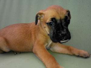 BOXER FEMELA DE 10 SAPTAMANI