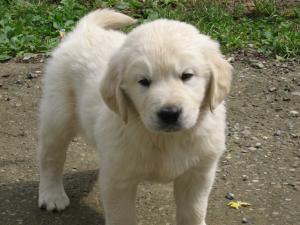 pui golden retriever