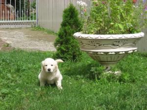 pui golden retriever