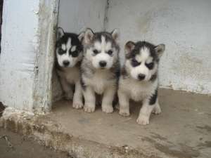 vand cateluse husky