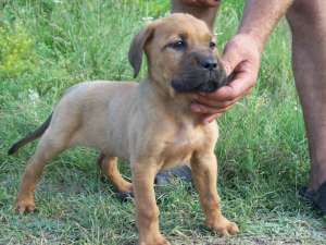 presa canario