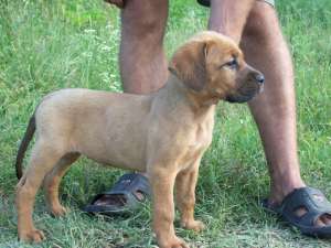 presa canario