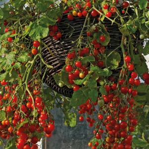 VAND SEMINTE DE ROSII CHERRY (organice/BIO sau hibrid)