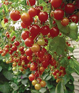 VAND SEMINTE DE ROSII CHERRY (organice/BIO sau hibrid)