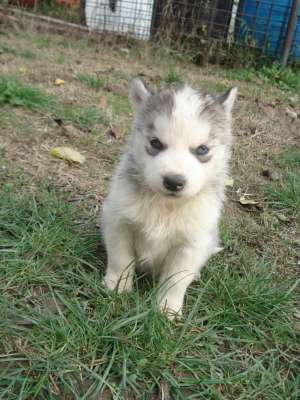 vand cateluse husky
