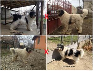 Vand pui ciobanesc mioritic cu pedigree!