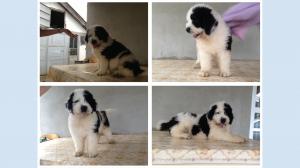 Vand pui ciobanesc mioritic cu pedigree!