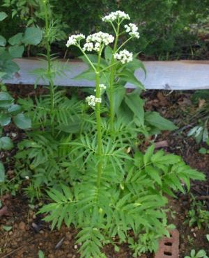VAND SEMINTE DE VALERIANA