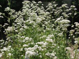 VAND SEMINTE DE VALERIANA