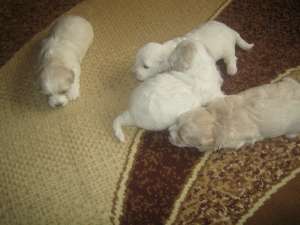 Vand Bichon