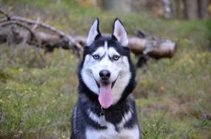 Ofer mascul Husky pentru monta
