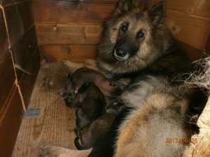 ciobanesc belgian tervueren