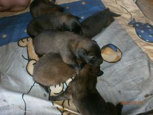 ciobanesc belgian tervueren