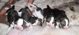 Vind  puiuti Beagle cu Pedigree, Accept la schimb aparat Foto Semiprofesionist!