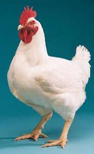 broiler