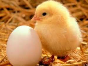 broiler