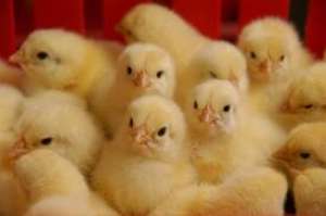 broiler