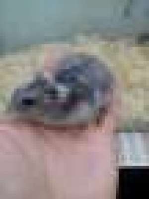vand hamsteri pitici pui