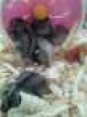 vand hamsteri pitici pui