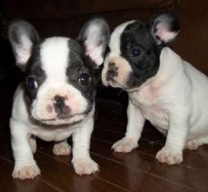 vand pui bulldog francez