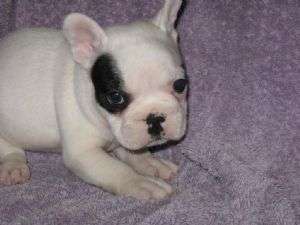 vand pui bulldog francez