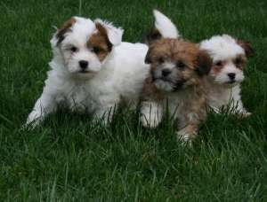 VAND puiuti bichon havanez de talie mica.maro.negrii, albi cu pete.puii sunt rasa pura bichon havane