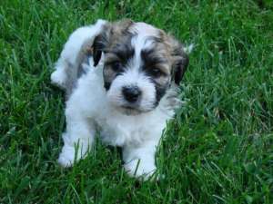 VAND puiuti bichon havanez de talie mica.maro.negrii, albi cu pete.puii sunt rasa pura bichon havane