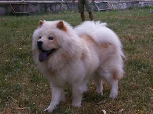 ofer mascul chow chow pt monta, alb, pedigree
