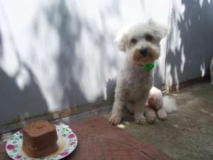 MONTA MASCUL BICHON MALTESE