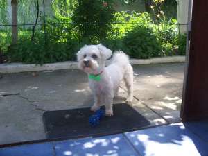 MONTA MASCUL BICHON MALTESE