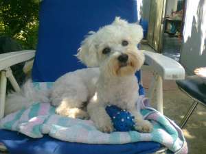 MONTA MASCUL BICHON MALTESE