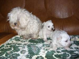 oferta puisori bichon maltese