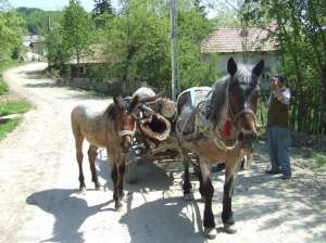 armasar
