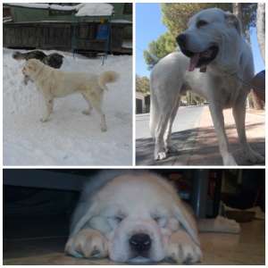 Vand Mastiff Spaniol Alb ,  Varsta 3 ani . Adus din Spania ,  are Carnet de sanatate ,  Micricip ,  