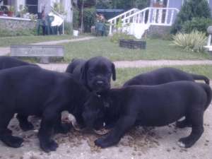 catei superbi de cane corso