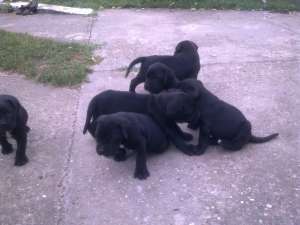 catei superbi de cane corso