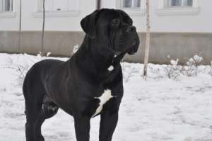 catei superbi de cane corso